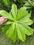 vignette Barringtonia integrifolia