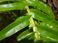 vignette Dendrobium austrocaledonicum