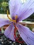 vignette Safran - Crocus sativus