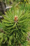 vignette Pinus heldreichii