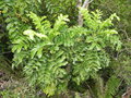 vignette Myodocarpus pinnatus