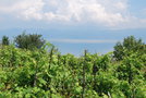 vignette Lin, Lac d'Ohrid, Albanie