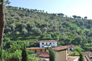 vignette Olea europaea (olivier) Berat, Albanie