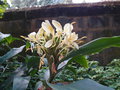 vignette Hedychium flavescens