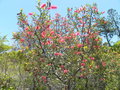 vignette Grevillea gillivrayi var. gillivrayi f. angustifolia