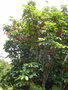 vignette Geissois hippocastanifolia