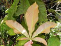 vignette Geissois hippocastanifolia