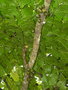 vignette Didymocheton macranthus