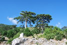 vignette Pinus heldreichii