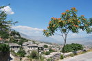 vignette Ailanthus altissima