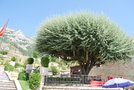 vignette Eleagnus angustifolia (Kruj, Albanie)