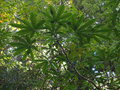 vignette Brassaiopsis shweliensis CHB14.CH20