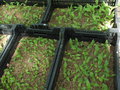 vignette Cypripedium plantules de 2 ans
