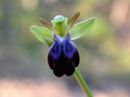 vignette Ophrys iricolor
