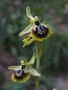 vignette Ophrys zeusii