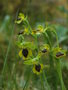 vignette Ophrys lutea