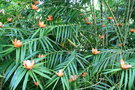 vignette Freycinetia cumingiana = Freycinetia multiflora