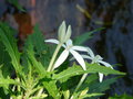 vignette Runion Hippobroma longiflora