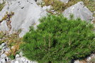 vignette Pinus mugo (Valle de Valbona, Albanie)