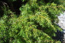 vignette Juniperus oxycedrus (Valle de Valbona, Albanie)