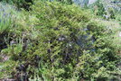 vignette Juniperus sp. (Valle de Valbona, Albanie)