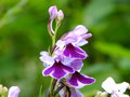 vignette Poneorchis graminifolia