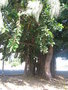 vignette Runion Ficus benghalensis