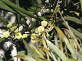 vignette Runion Acacia heterophylla
