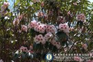 vignette Rhododendron morii Hayata