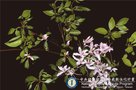 vignette Rhododendron lasiostylum Hayata
