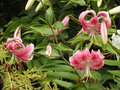 vignette Lilium speciosum uchida