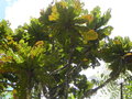vignette Sloanea magnifolia