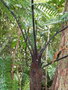 vignette Dicksonia thyrsopteroides