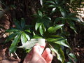 vignette Schefflera shweliensis CHB14.CH80