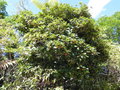 vignette Ficus pancheriana