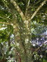 vignette Ficus pancheriana