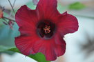 vignette Hibiscus acetosella 'Red shield'