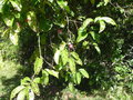 vignette Syzygium sp.