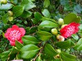 vignette Camellia japonica Bob's tinsie au 10 01 15
