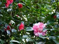 vignette Camellia japonica Elegans en compagnie de Freedom bell au 10 01 15