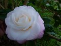 vignette Camellia japonica Desire au 10 01 15