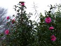 vignette Camellia williamsii Brigadoon autre vue au 10 01 15
