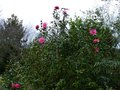 vignette Camellia williamsii Brigadoon au 10 01 15