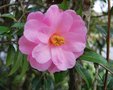 vignette Camellia x williamsii 'Brian'