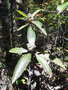vignette Psychotria xaracuensis