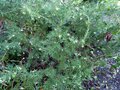 vignette Grevillea gracilis alba imposant au 11 01 15