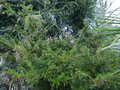 vignette Grevillea rosmarinifolia immense au 11 01 15