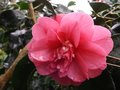 vignette Camellia 'Elegans'