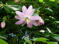 vignette 0051-Passiflora molissima ou tripartita