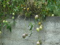 vignette 123b-Solanum muricatum, Morelle de Wallis , Pepino ,poire-melon